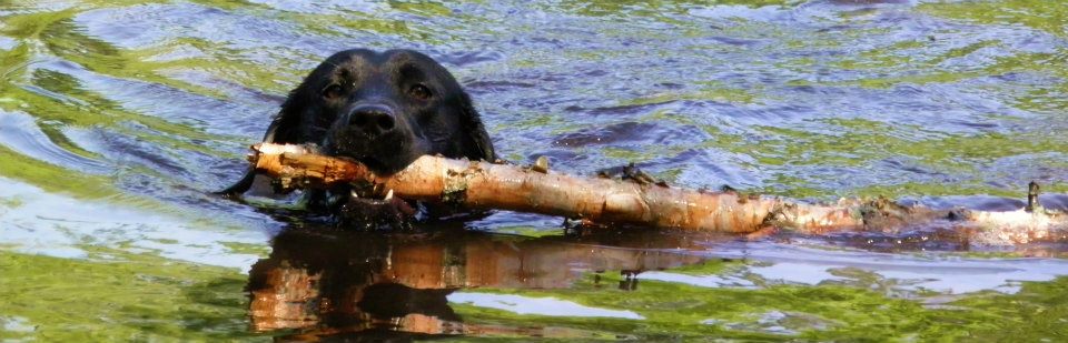 Black Labrador Retriever