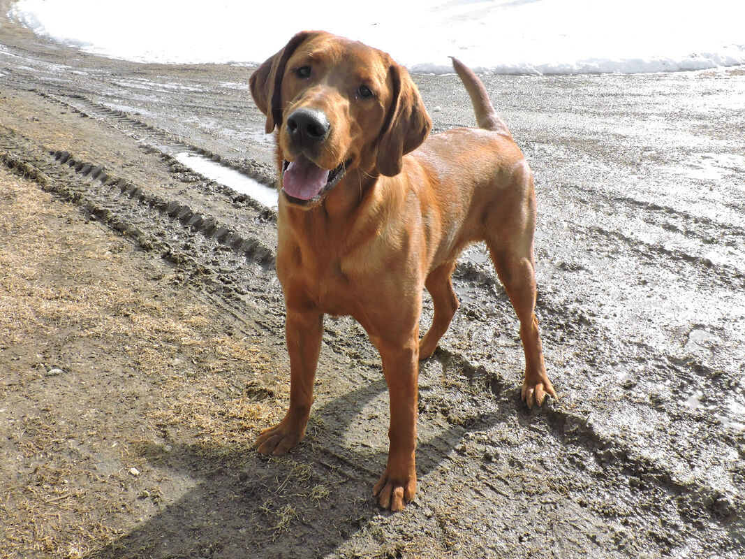 Chocolate Labrador Retriever